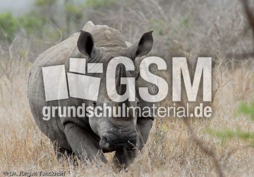 Breitmaulnashorn (7 von 28).jpg